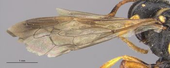 Media type: image;   Entomology 13780 Aspect: Wing front